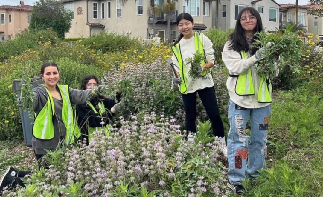 Four UNICEF Clubmembers, all young women, pull weeds to help beautify a hillside in their suburban community.