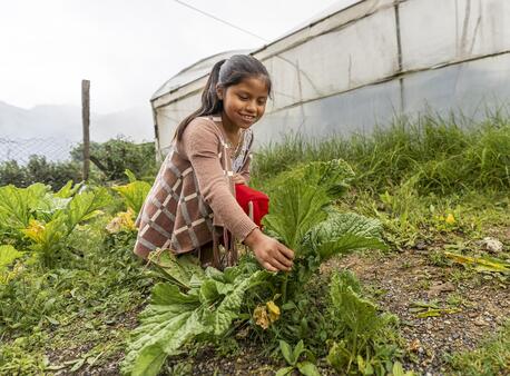 Keidy,10, tends to some chard in the garden at her UNICEF-supported school in the village of Juil, Quiche, Guatemala.