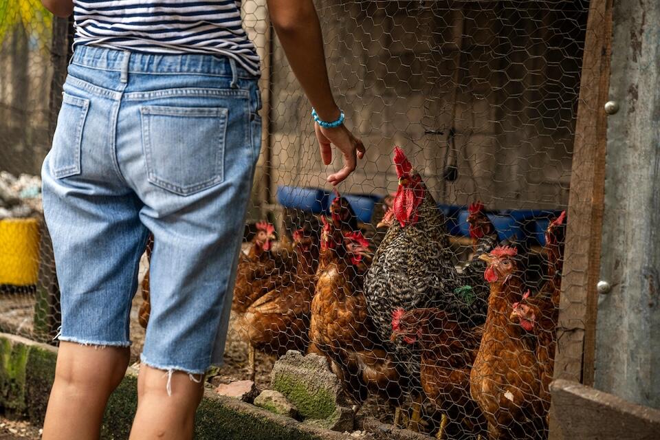 On Sept. 20, 2024 in Guatemala, 17-year-old Luna tends her chickens. 