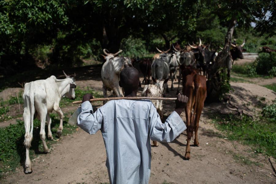 Bouba, a survivor of a Boko Haram attack, herds cows for his foster family in the village of Baigaï, Cameroon and attends a UNICEF-supported "radio school" in his spare time.